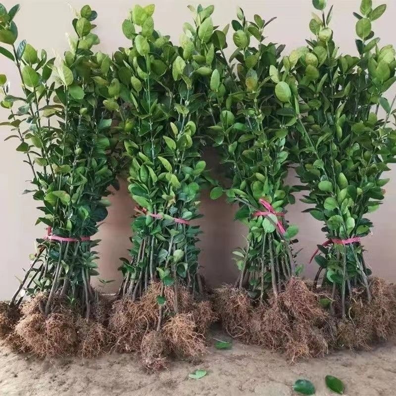 冬青苗，基地种植，货源充足，供货稳定，欢迎大家前来看货