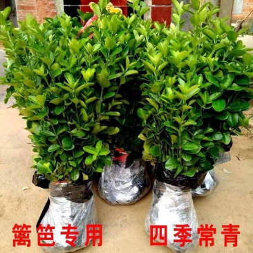 冬青苗，基地种植，货源充足，供货稳定，欢迎大家前来看货