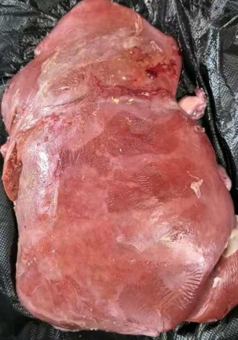 牛肝