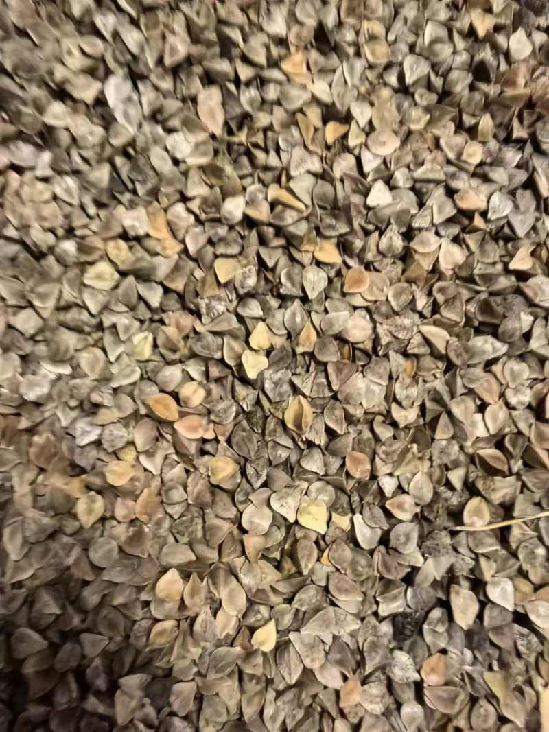俄罗斯进口荞麦籽，干净，粒大饱满