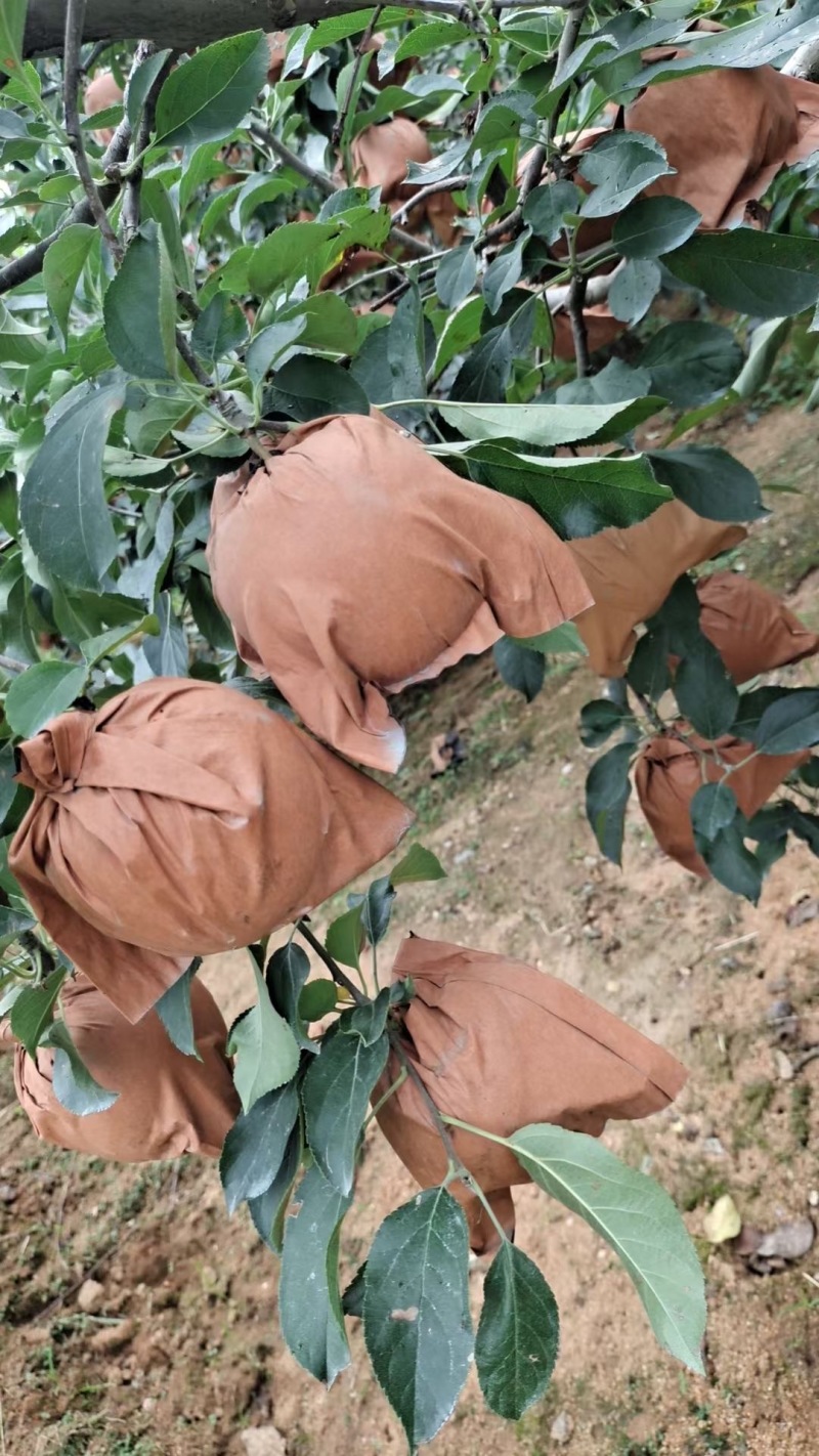 黄元帅苹果精品苹果辽宁苹果大量有货品质放心欢迎来电咨询
