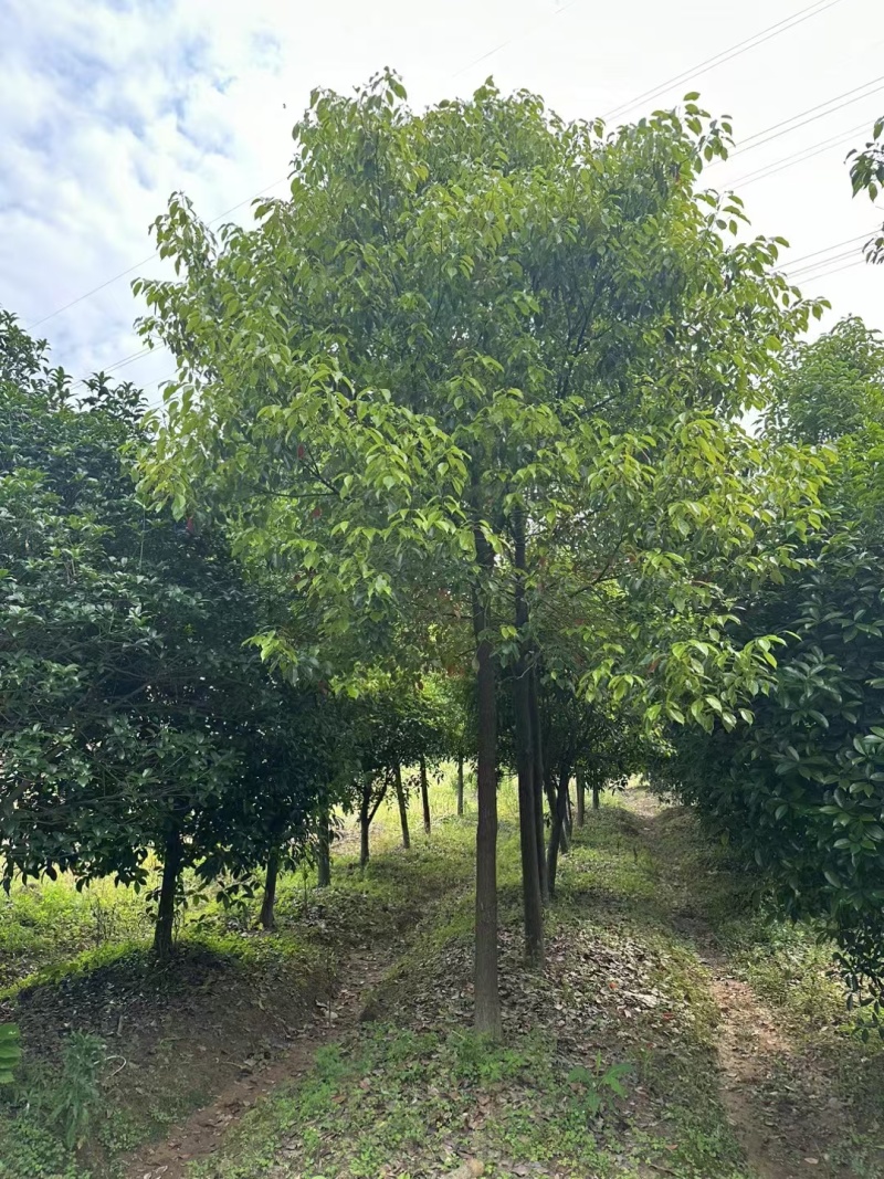 香樟树，树型优美，长期纯绿色，分枝统一。