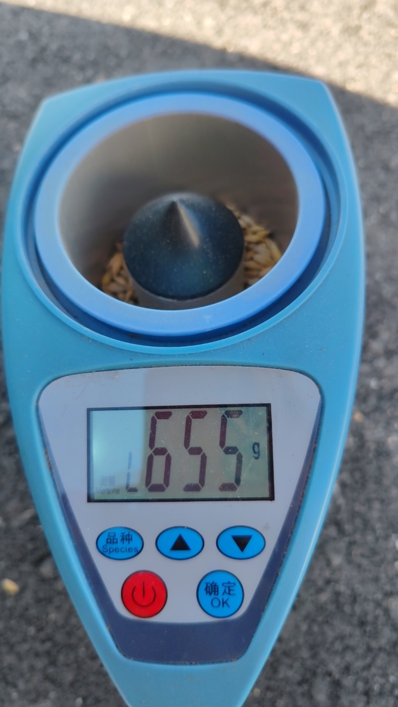 【精选】俄罗斯进口大麦品质保证视频看货货源充足