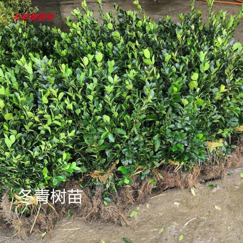 冬青苗，基地种植，货源充足，供货稳定，欢迎大家前来看货
