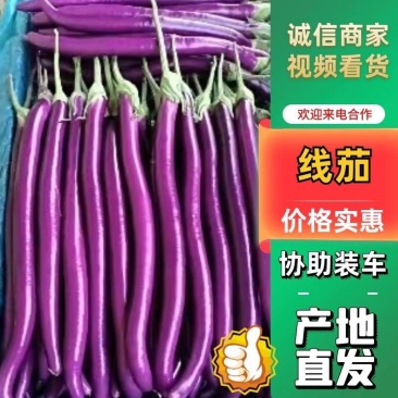 杭茄红线茄弓棚货，陆地都有，量大从优可视频看货实地考察