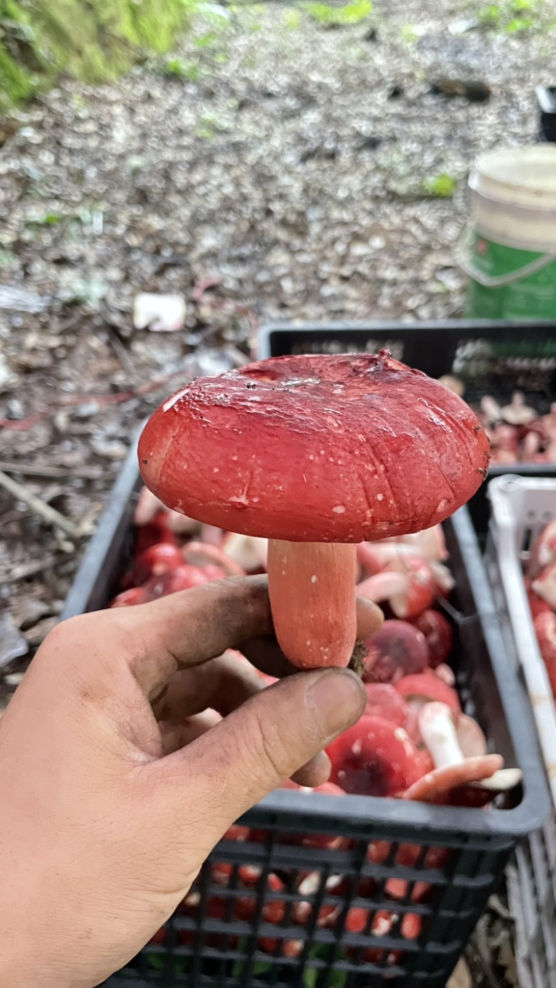 广西红椎菌