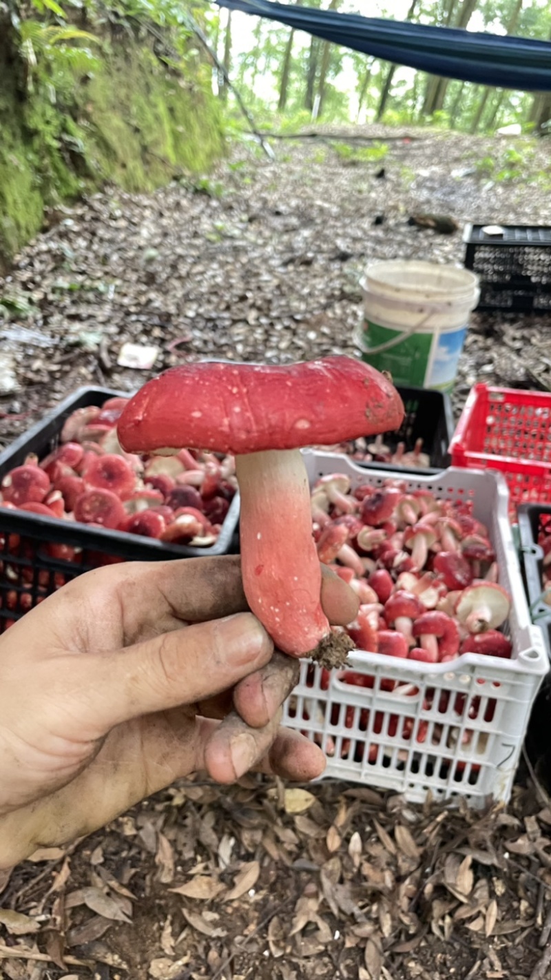 广西红椎菌