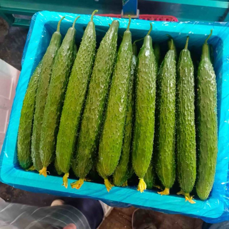 黄瓜