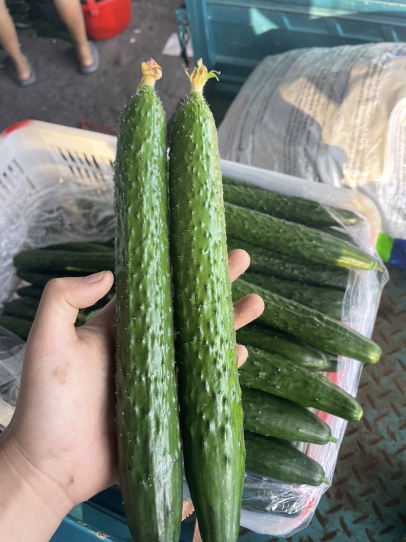 黄瓜