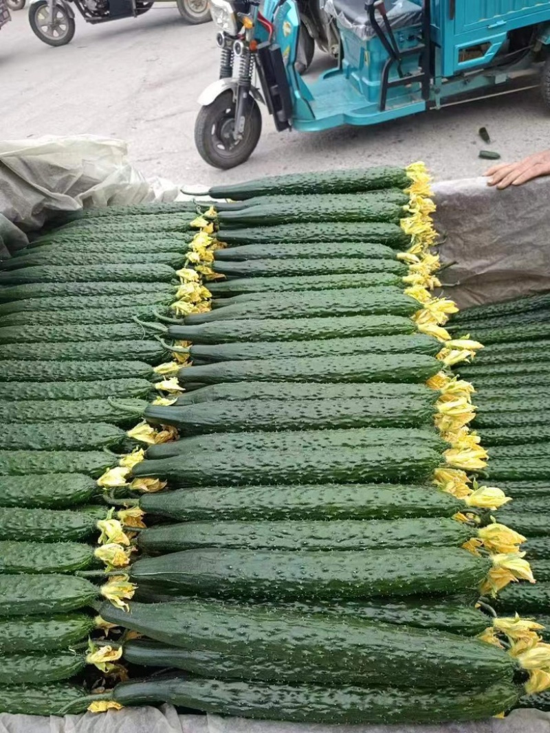 黄瓜