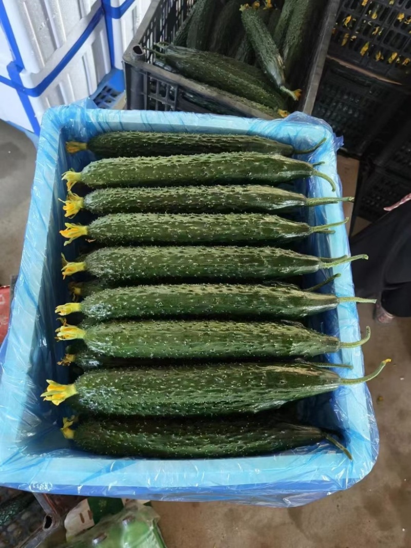 黄瓜