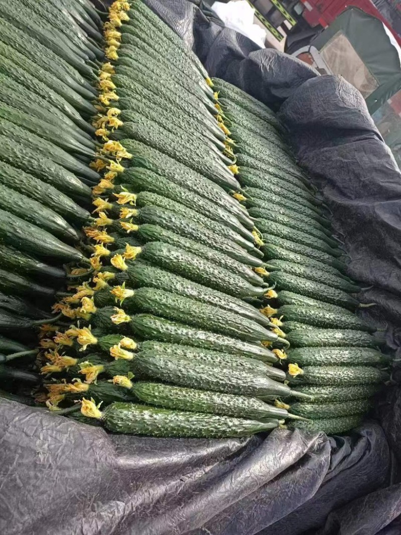 黄瓜