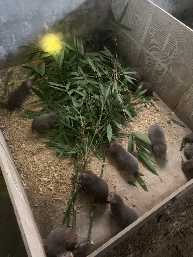 中话杂交鼠