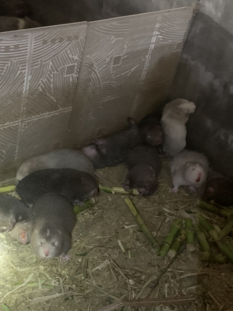 中话杂交鼠