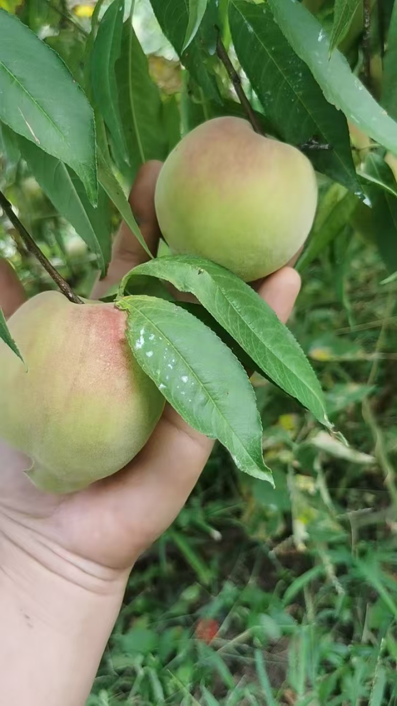 山东临沂芽变桃，中秋国庆大量上市，基地一手货源，视频看货