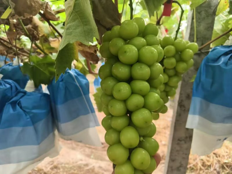 精品阳光玫瑰大量上市现摘现发供应全国欢迎咨询