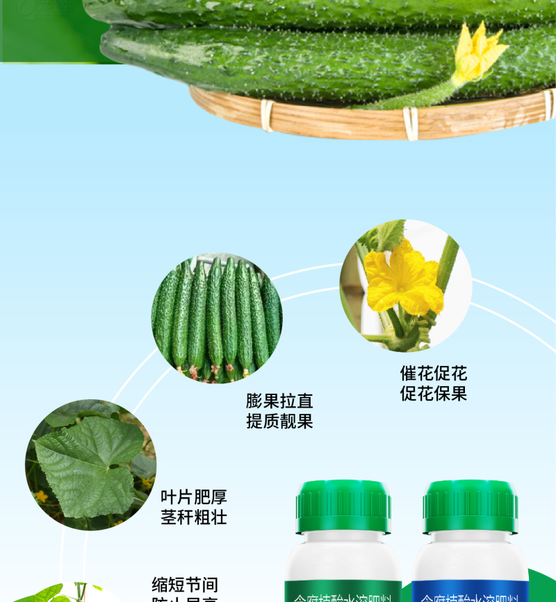 瓜果蔬菜高产肥料套装顺直拉长抗重茬黄瓜肥料厂家直销