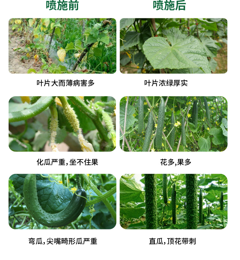 瓜果蔬菜高产肥料套装顺直拉长抗重茬黄瓜肥料厂家直销