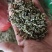 黄金芽手工茶