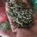 黄金芽手工茶