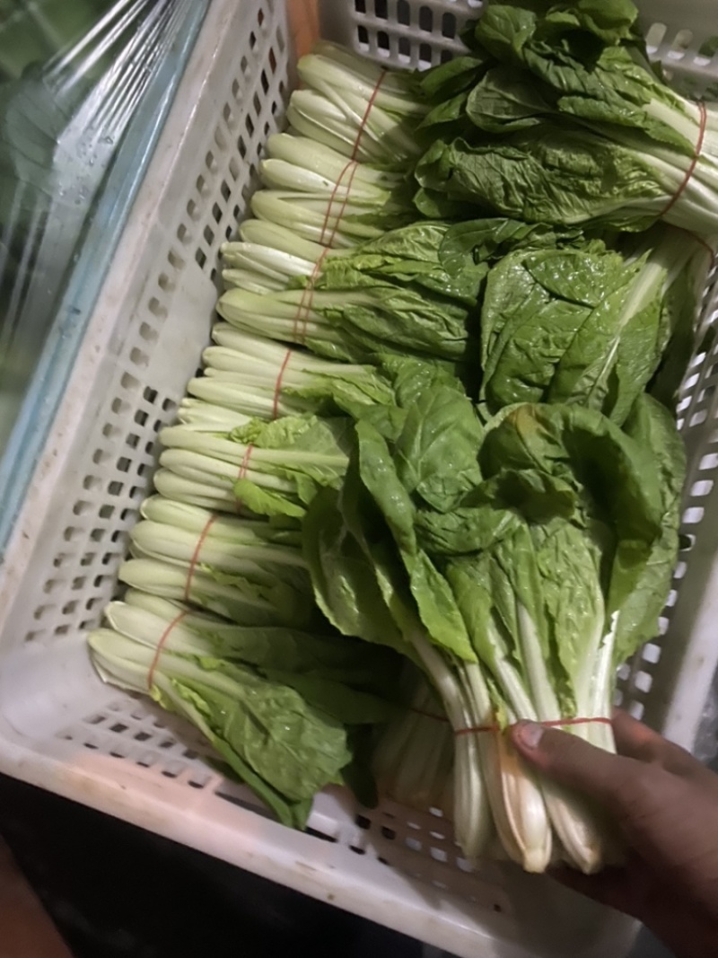 精品扎把小白菜电商平台超市专供，货源稳定