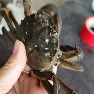 兴化湖北精品大闸蟹精品阳澄湖镇大闸蟹蟹农直销