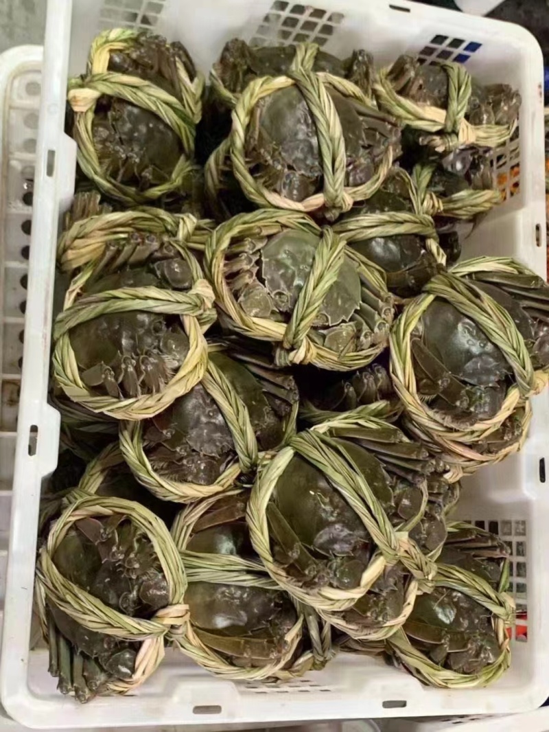 兴化湖北精品大闸蟹精品阳澄湖镇大闸蟹蟹农直销