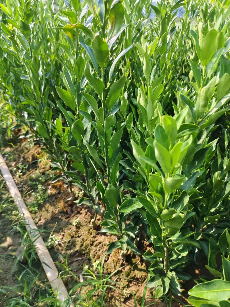 南瓜柑橘苗又叫灯笼柑新品种大果型也叫发财柑产地直发