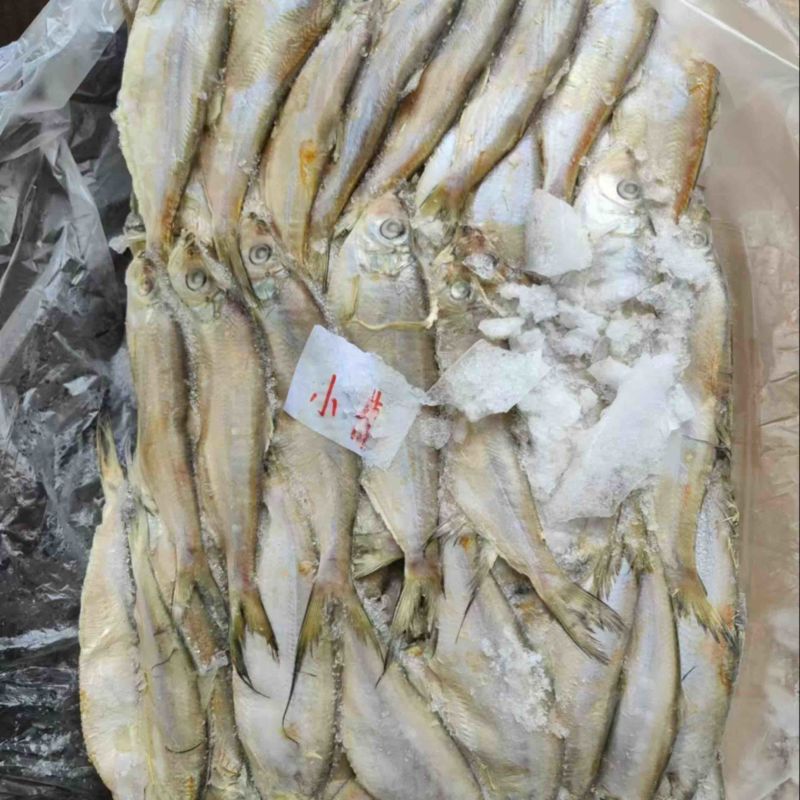 杂鱼饲料鱼