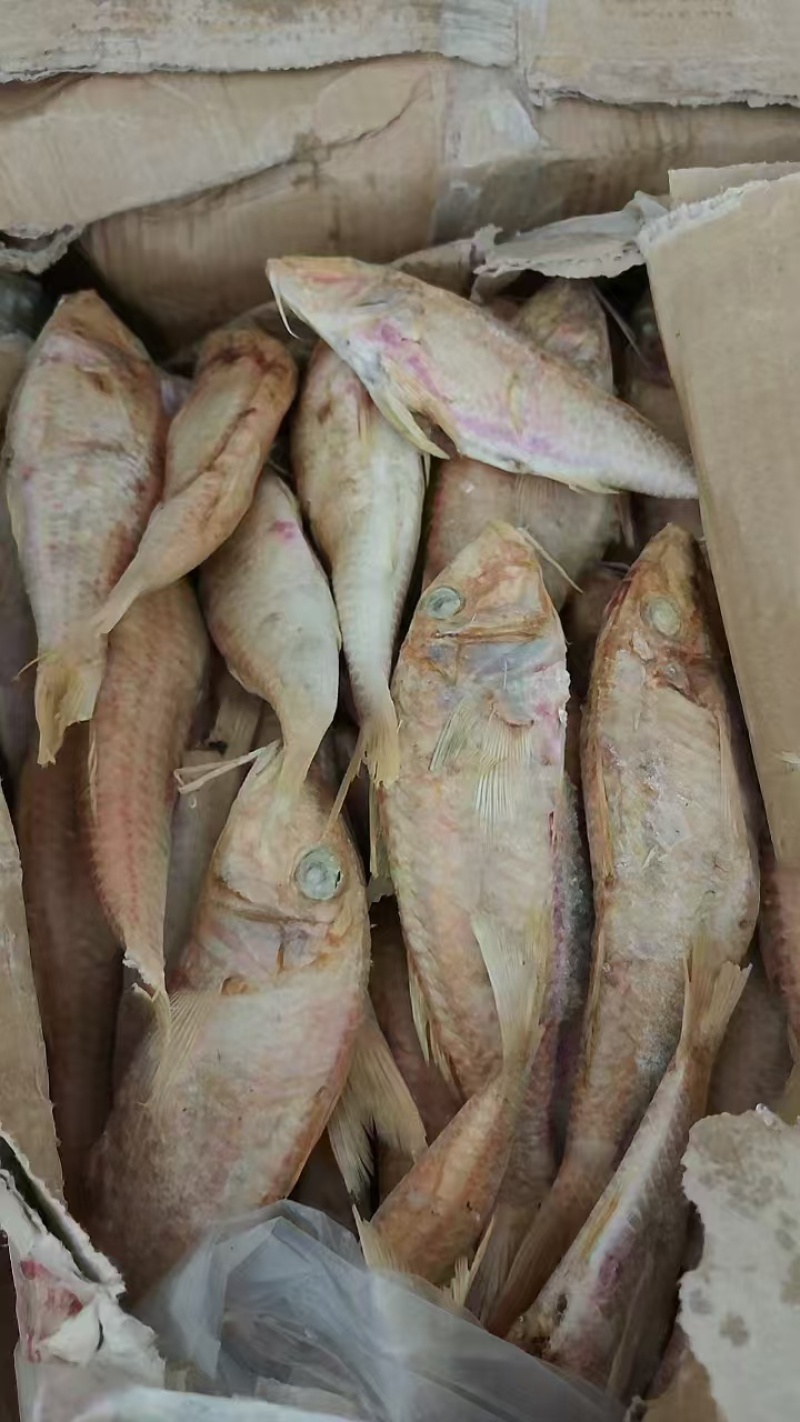 杂鱼饲料鱼