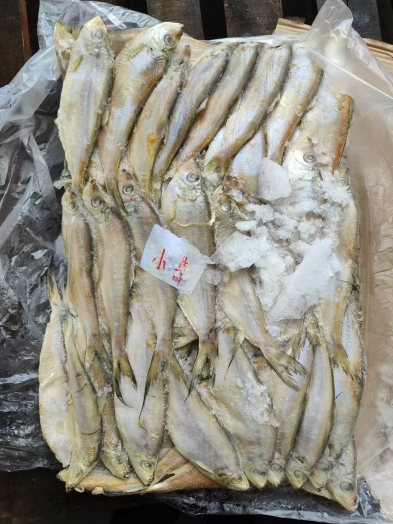 杂鱼饲料鱼