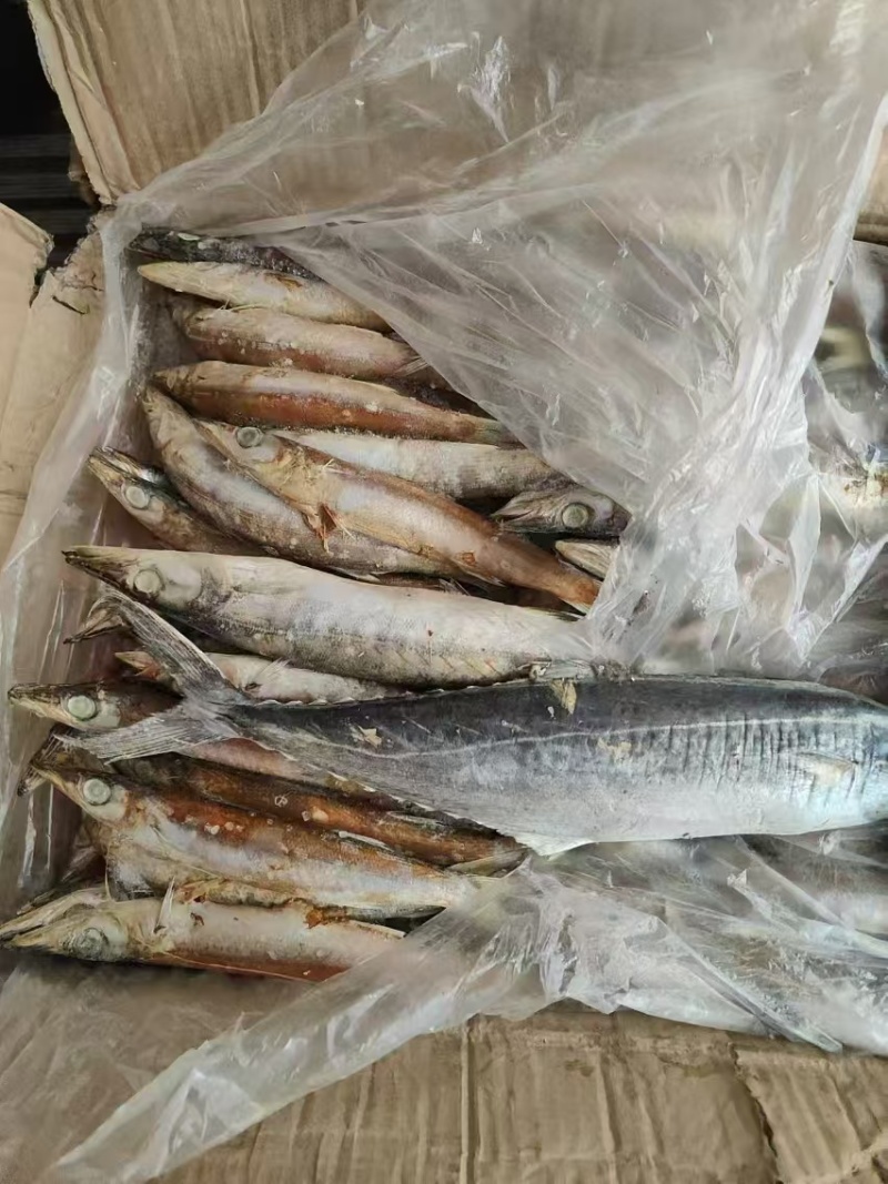 杂鱼饲料鱼
