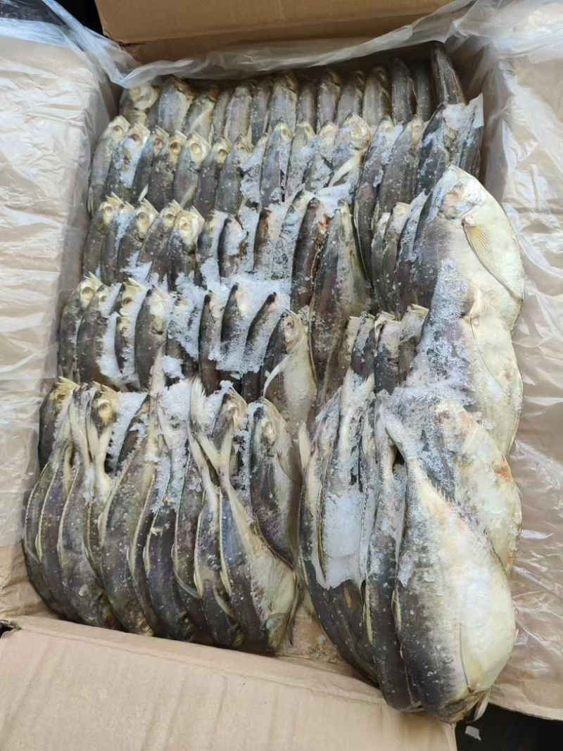 杂鱼饲料鱼