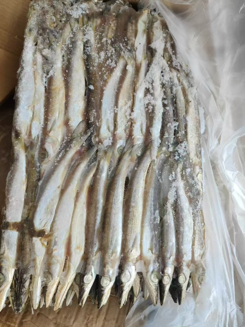 杂鱼饲料鱼