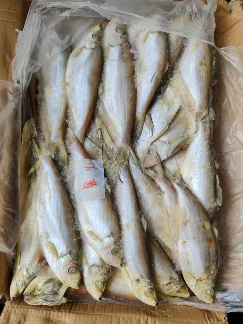 杂鱼饲料鱼