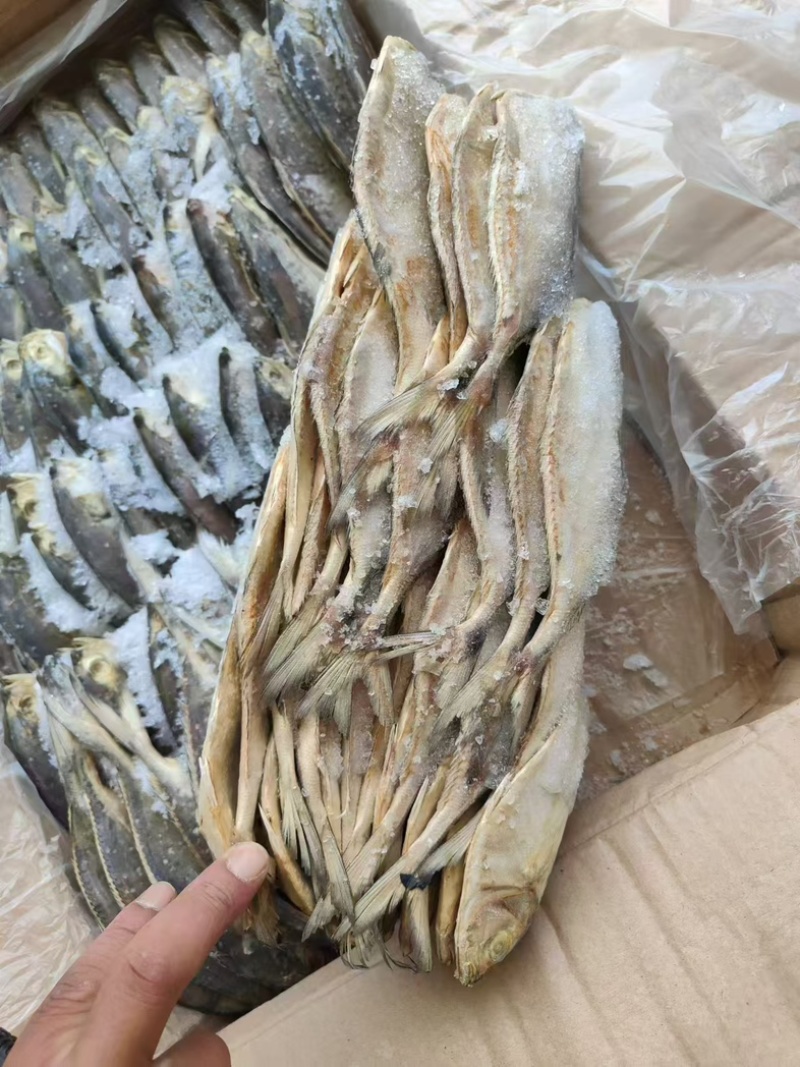 杂鱼饲料鱼