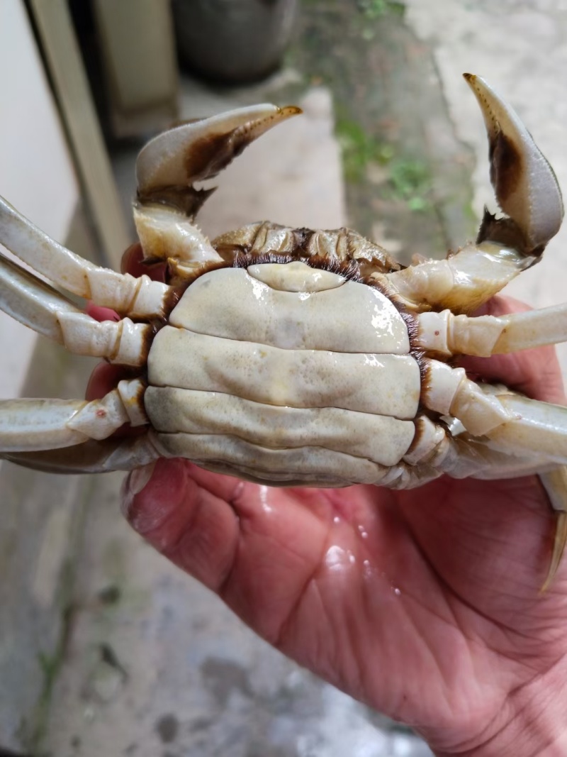 兴化湖北精品大闸蟹精品阳澄湖镇大闸蟹蟹农直销