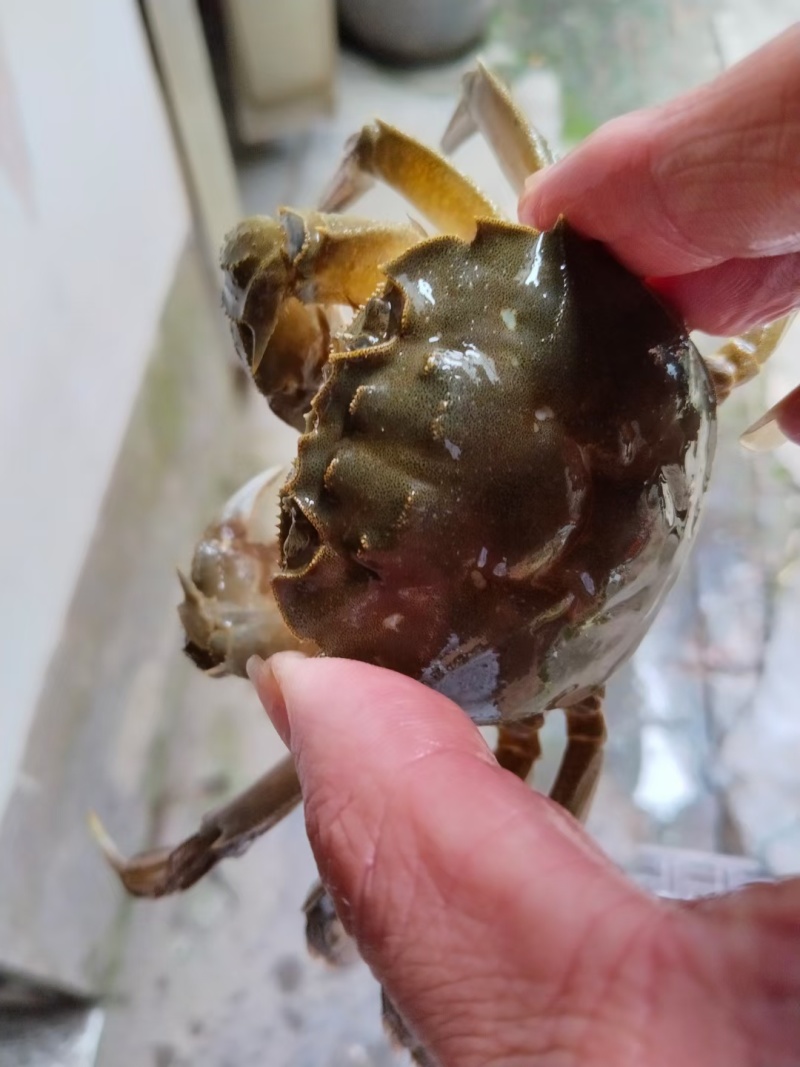 兴化湖北精品大闸蟹精品阳澄湖镇大闸蟹蟹农直销