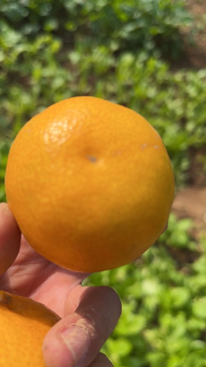 宜昌蜜橘大量现货供应，货源充足可视频看货打发全国