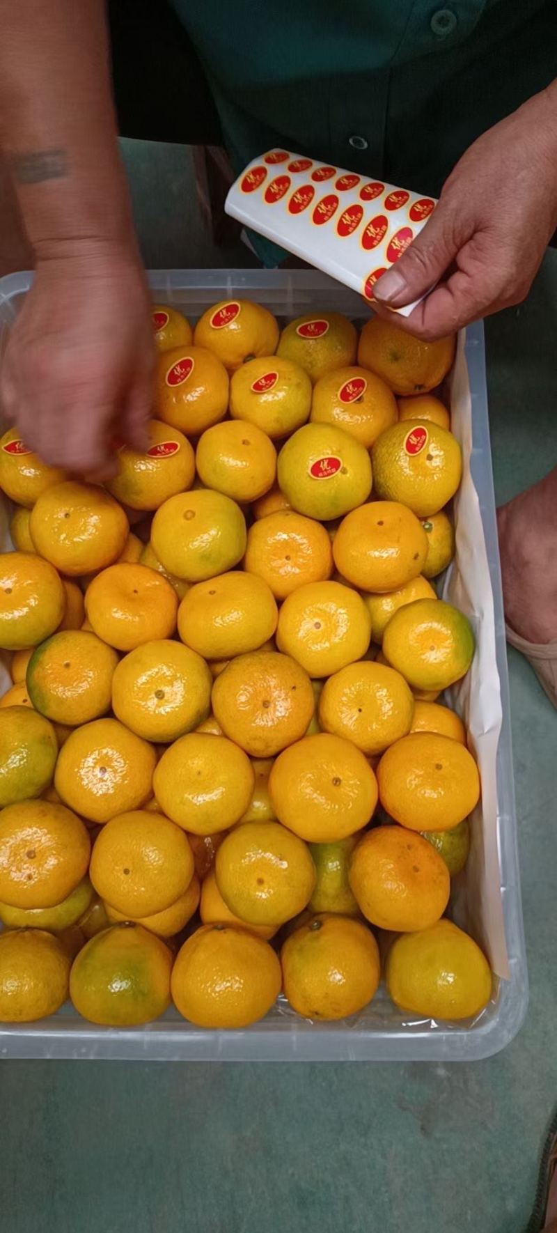 宜昌蜜橘大量现货供应，货源充足可视频看货打发全国