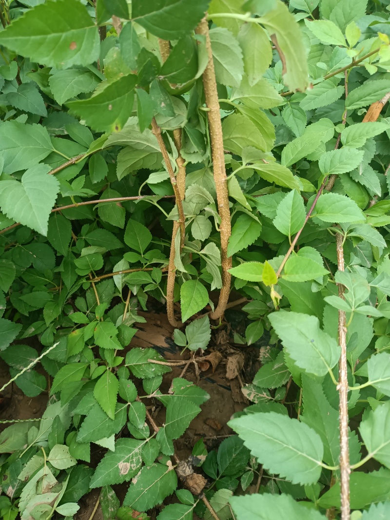药用连翘2年苗