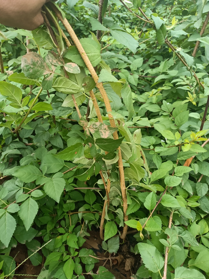 药用连翘2年苗