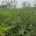 药用酸枣苗