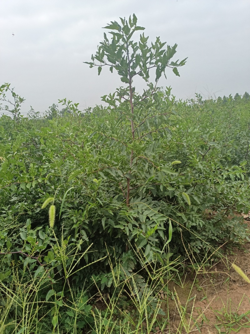 药用酸枣苗