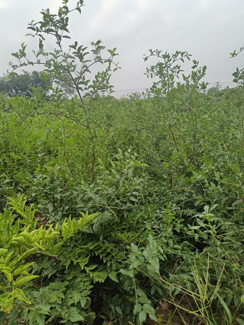 药用酸枣苗