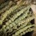 中药材荆芥穗500克包邮批发代发