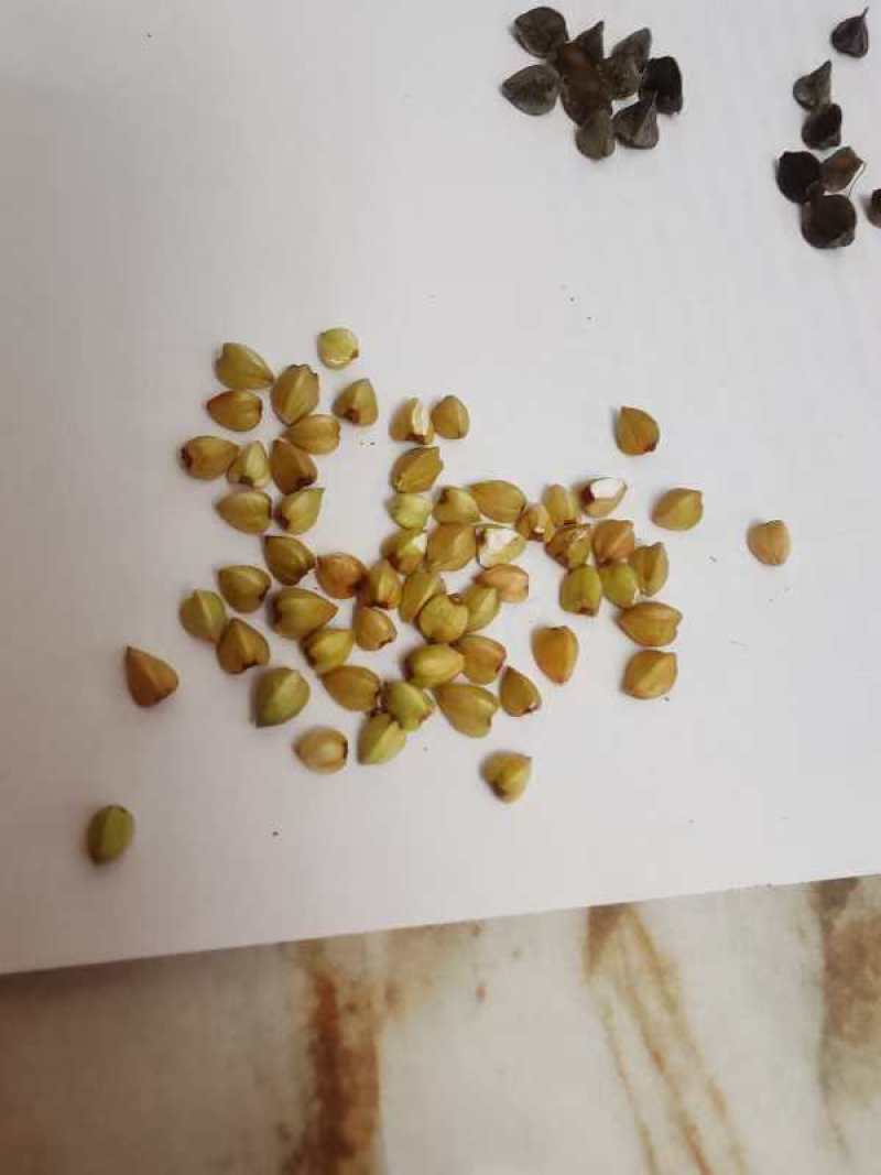 【实力商家】进口荞麦产地俄罗斯零杂质优价廉量大从