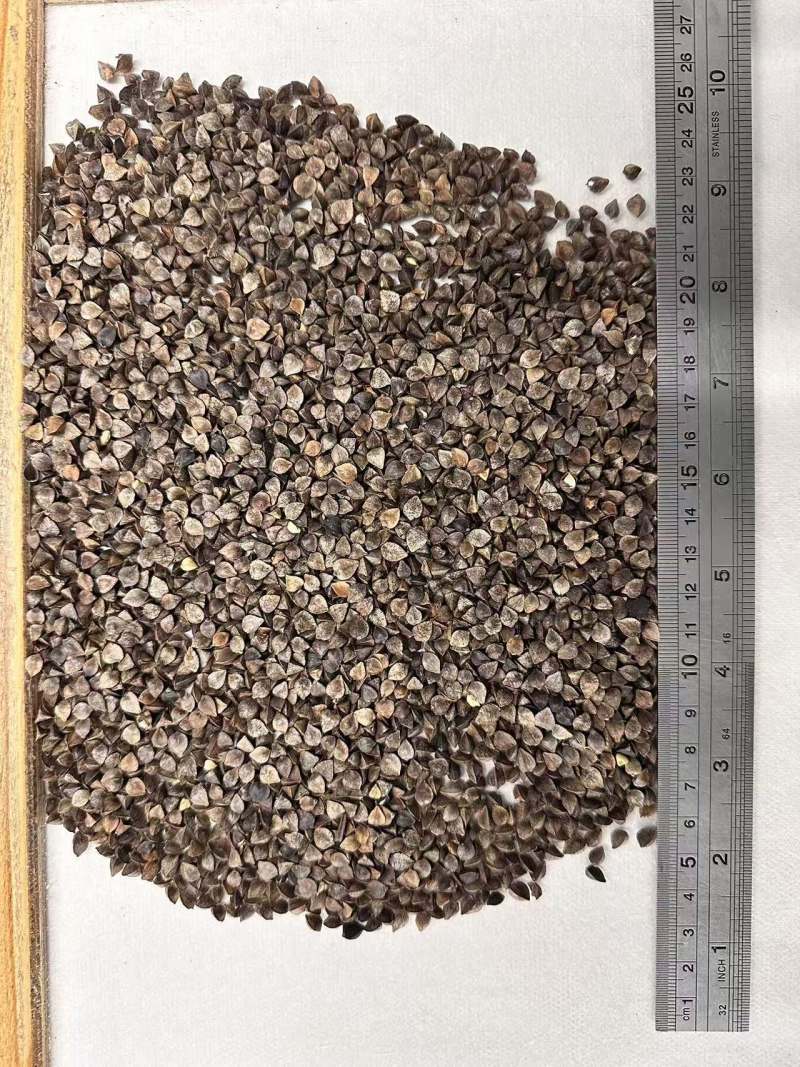 【实力商家】进口荞麦产地俄罗斯零杂质优价廉量大从