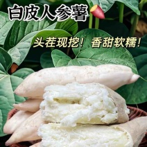 精选牛奶人参薯，粉糯香甜，产地直发