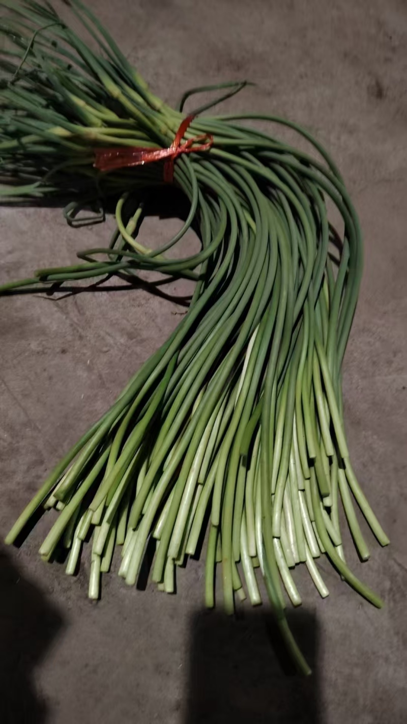 精品蒜苔白帽蒜薹山东蒜苔品质保证诚信经营价格美丽